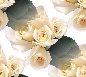 Белые розы на белом