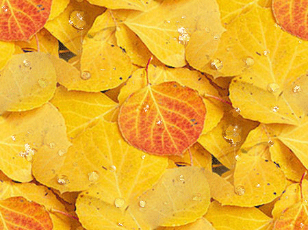 Капли на желтых листьях