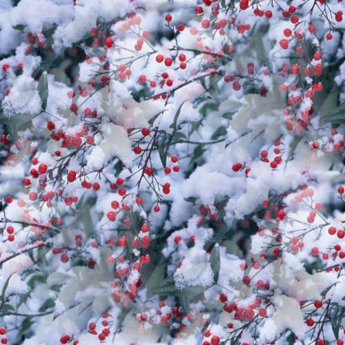Ветви с ягодами покрыты снегом