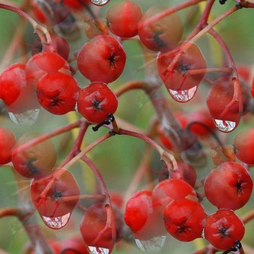 Рябиновые ягоды с каплями дождя