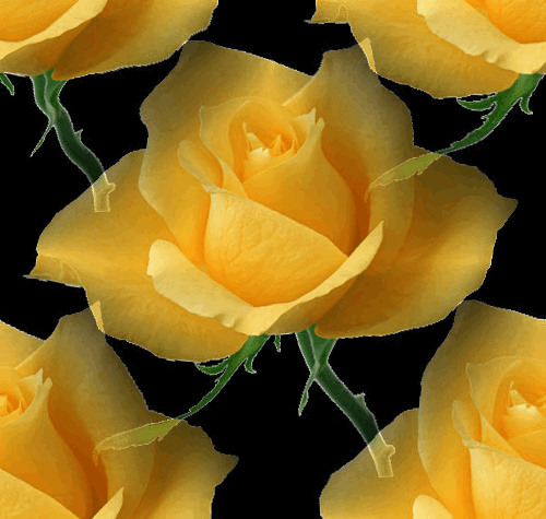 Желтые розы в воде