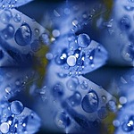 Капли дождя на синих лепестках цветов