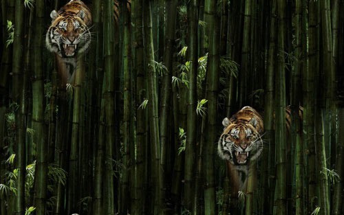 Тигр среди джунглей
