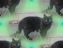 Черная кошка на зеленом