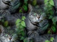 Серый кот среди зеленой систвы