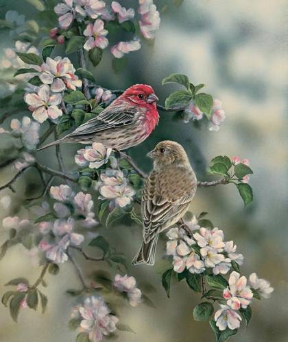 Красивые птицы на цветущей ветке