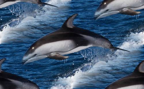 Дельфины над водой