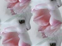 Белая кошка и розовый тюльпан