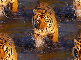 Тигр, идущий по воде