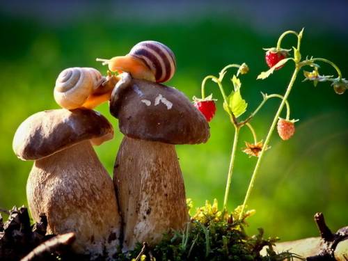 Улитки на симпатичных грибах рядом с ягодами земляники