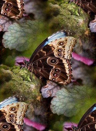 Коричневая бабочка