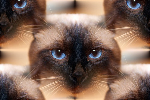 Голубоглазый сиамский кот