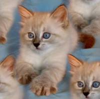 Симпатичный голубоглазый котенок