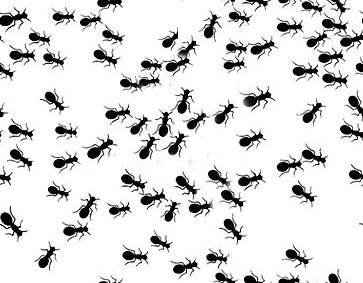 Мелкие муравьи