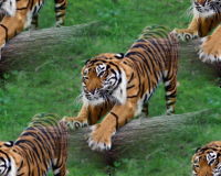 Тигры бегут
